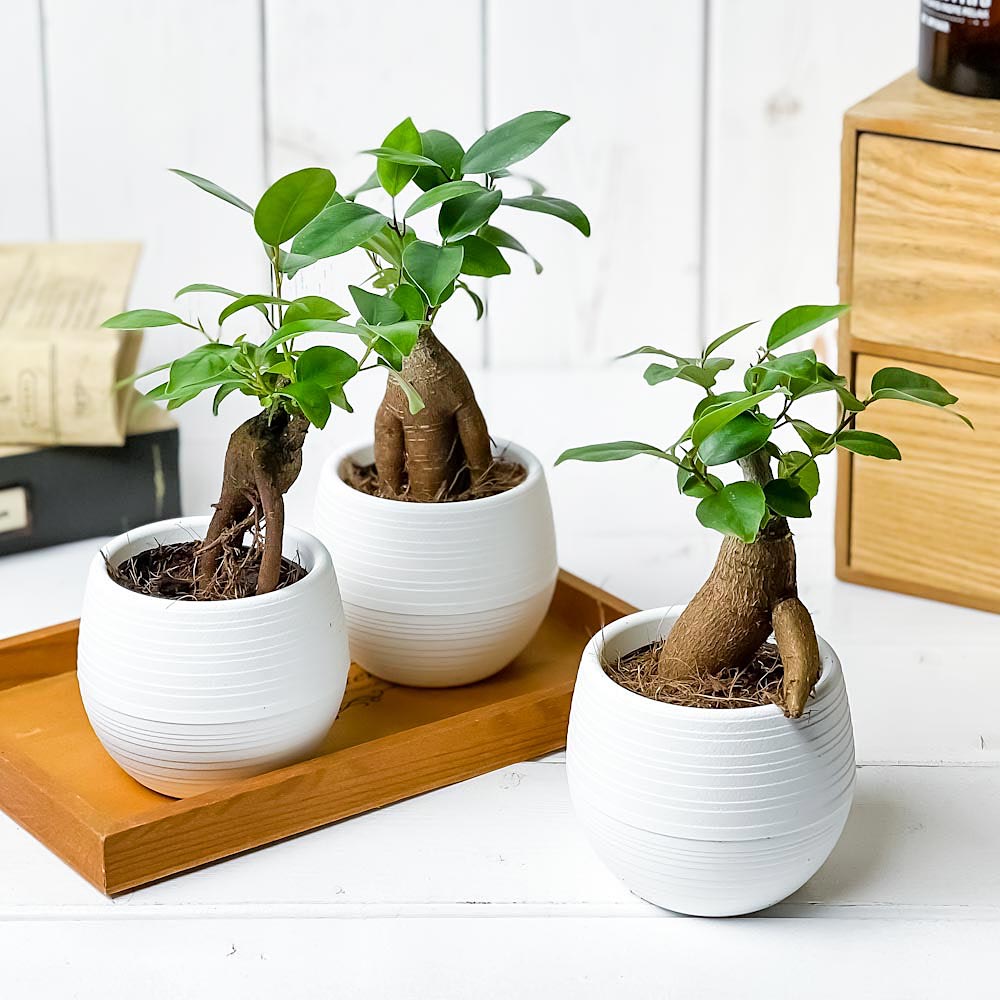 PLANCHU 観葉植物 ガジュマル 3号丸鉢 3鉢セット 受け皿付き 育て方説明書付き Ficus microcarpa フィカス ミクロカルパ
