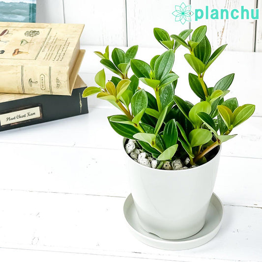 PLANCHU 観葉植物 ペペロミア フェアリー 3.5号鉢 受け皿付き 育て方説明書付き Peperomia cv.