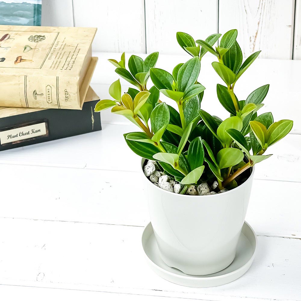 PLANCHU 観葉植物 ペペロミア フェアリー 3.5号鉢 受け皿付き 育て方説明書付き Peperomia ‘Fairy’