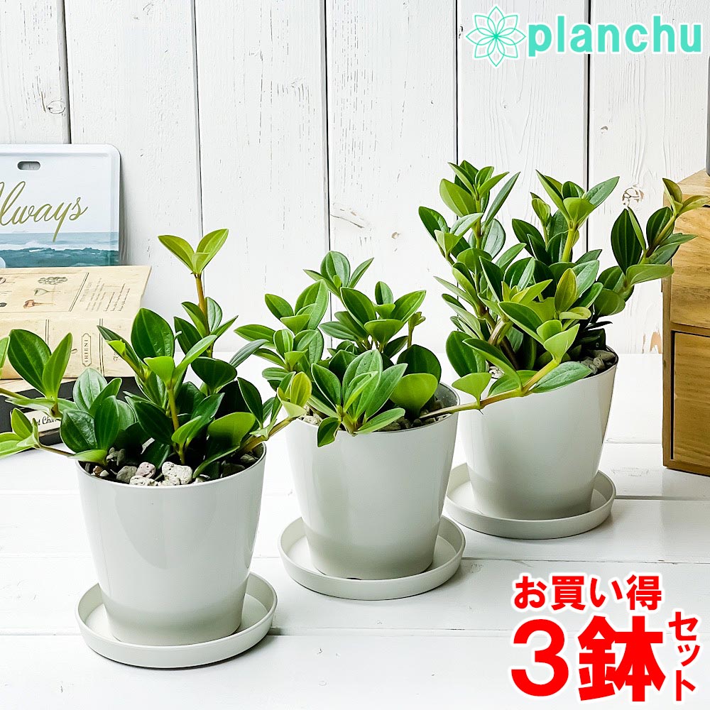 PLANCHU 観葉植物 ペペロミア フェアリー 3.5号鉢 3鉢セット 受け皿付き 育て方説明書付き Peperomia cv.