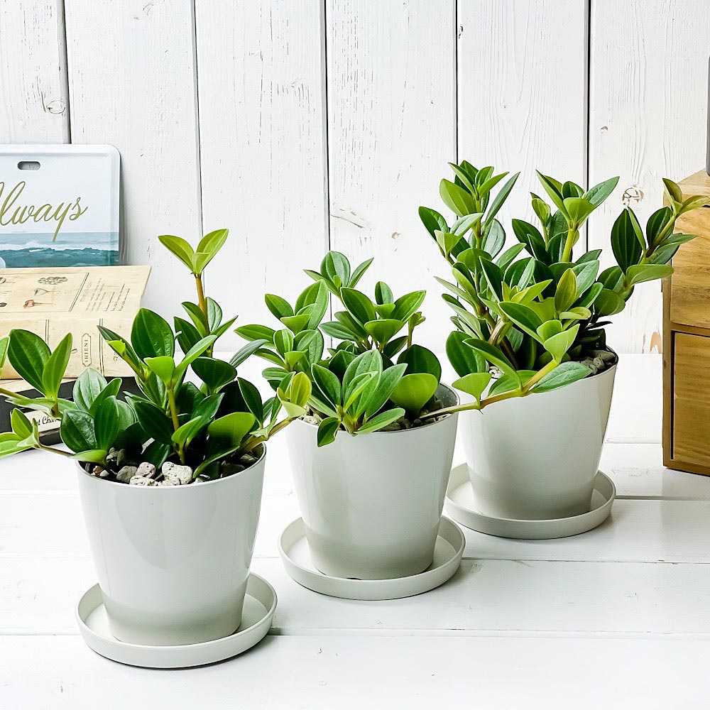 PLANCHU 観葉植物 ペペロミア フェアリー 3.5号鉢 3鉢セット 受け皿付き 育て方説明書付き Peperomia cv.