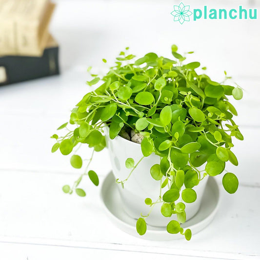 PLANCHU 観葉植物 ペペロミア ジェミニ 3.5号鉢 受け皿付き 育て方説明書付き Peperomia ‘Gemini’