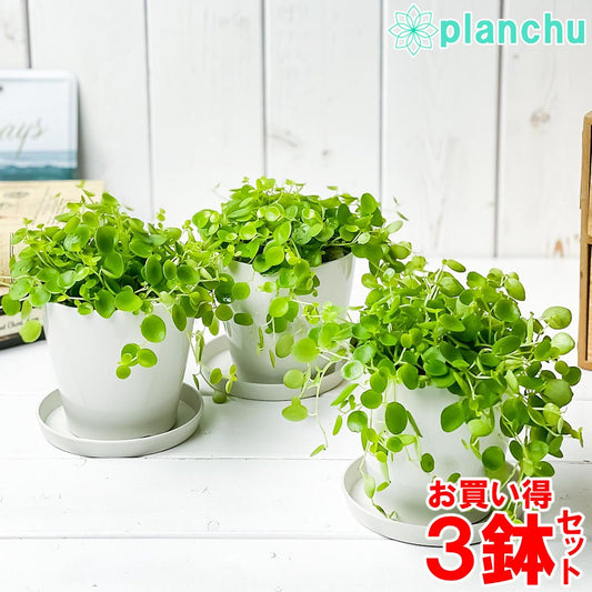 PLANCHU 観葉植物 ペペロミア ジェミニ 3.5号鉢 3鉢セット 受け皿付き 育て方説明書付き Peperomia ‘Gemini’