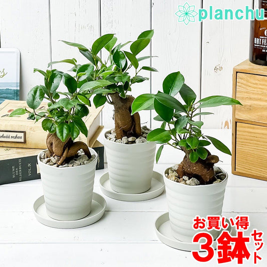 PLANCHU 観葉植物 ガジュマル 3号鉢 3鉢セット 受け皿付き 育て方説明書付き Ficus microcarpa フィカス ミクロカルパ