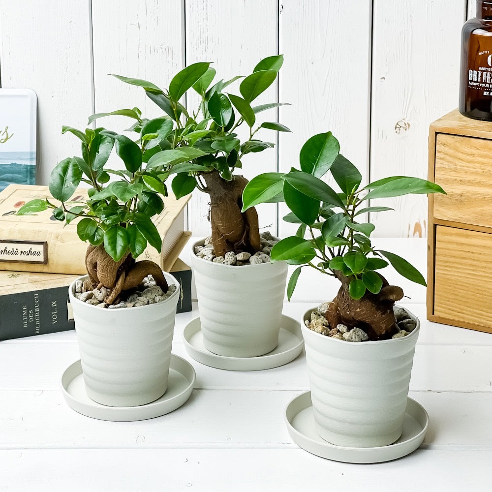 PLANCHU 観葉植物 ガジュマル 3号鉢 3鉢セット 受け皿付き 育て方説明書付き Ficus microcarpa フィカス ミクロカルパ