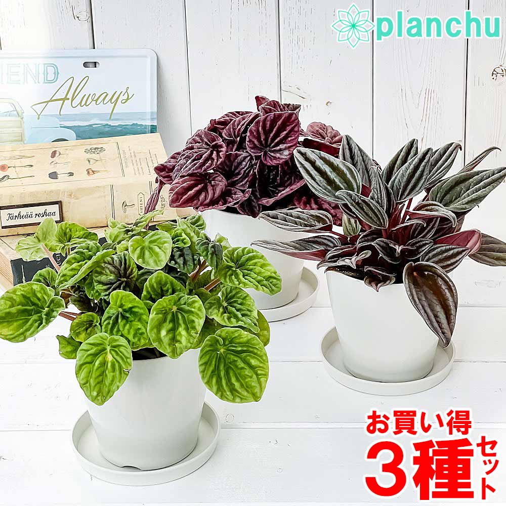ペペロミア – 観葉植物専門店プランチュ