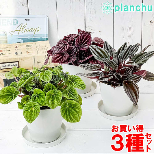 PLANCHU 観葉植物 ペペロミア 3種セット バーガンディリップル & グリーンリップル & 銀河 3.5号鉢 受け皿付き 育て方説明書付き