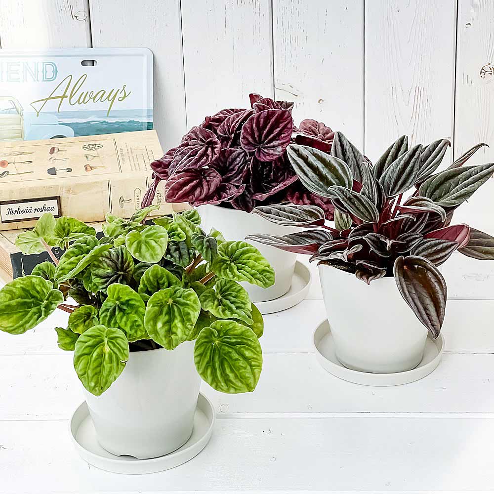 PLANCHU 観葉植物 ペペロミア 3種セット バーガンディリップル & グリーンリップル & 銀河 3.5号鉢 受け皿付き 育て方説明書付き