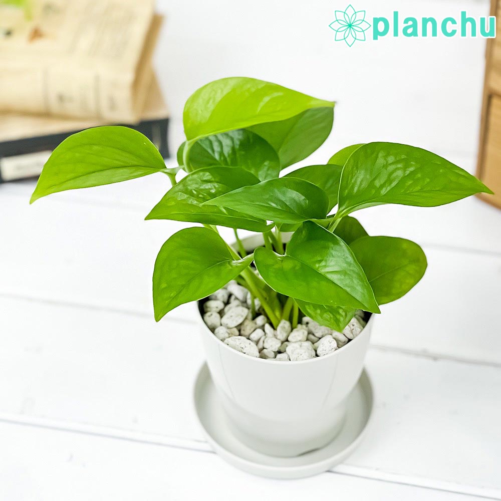 PLANCHU 観葉植物 ポトス パーフェクトグリーン 3.5号鉢 受け皿付き 育て方説明書付き Epipremnum aureum エピプレムナム アロイド