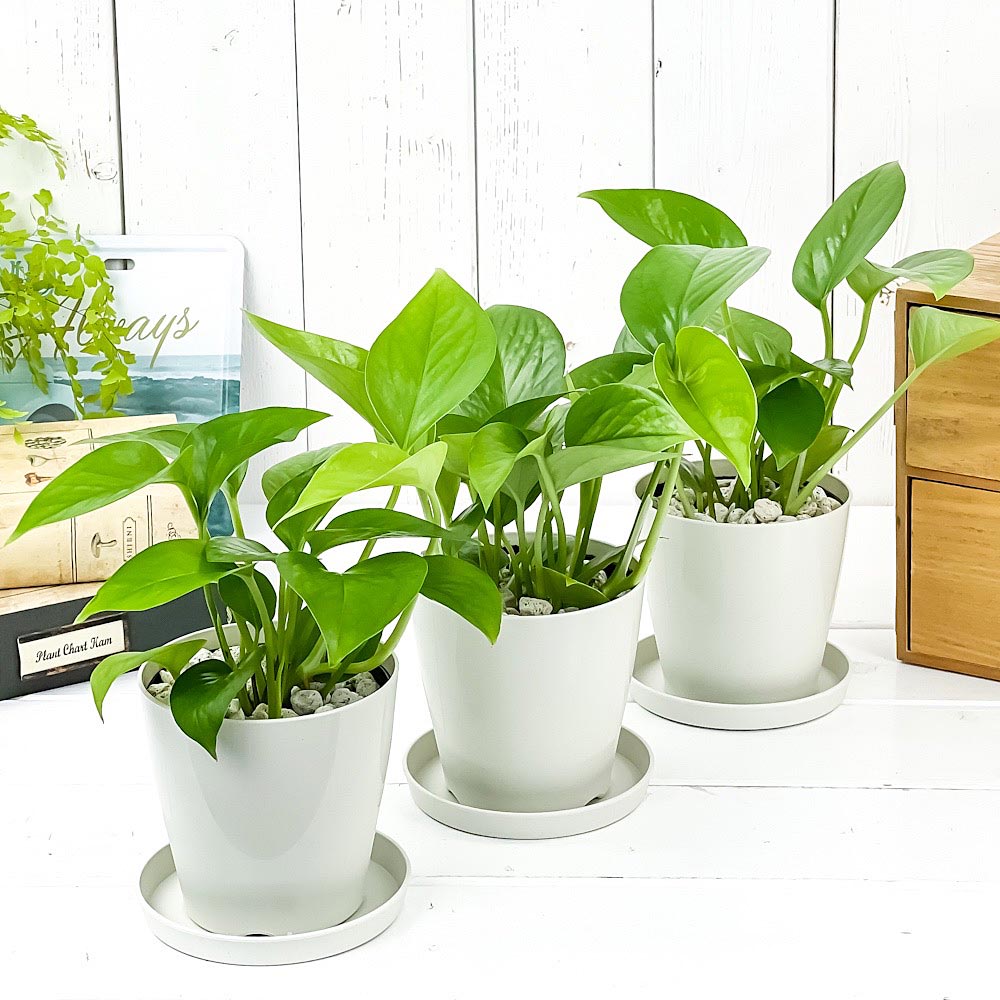 PLANCHU 観葉植物 ポトス パーフェクトグリーン 3.5号鉢 3鉢セット 受け皿付き 育て方説明書付き Epipremnum aureum ‘Perfect Green’ エピプレムナム アロイド