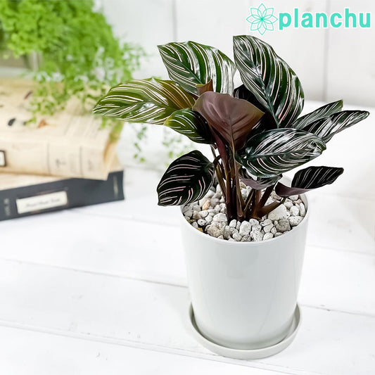 PLANCHU 観葉植物 カラテア サンデリアーナ 4号鉢 受け皿付き 育て方説明書付き Calathea ornata ‘Sabderiana’