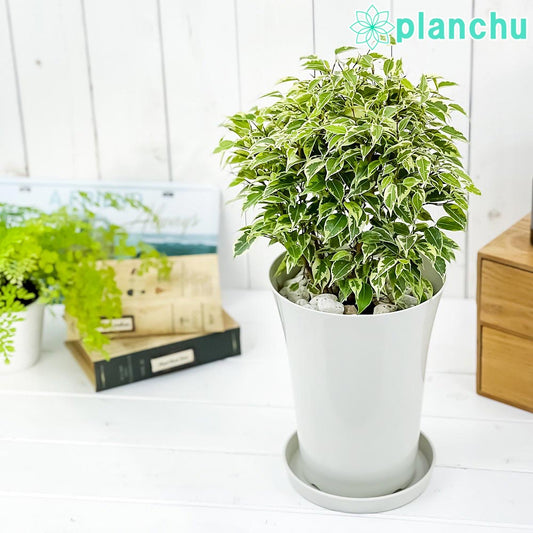 PLANCHU 観葉植物 フィカス ベンジャミン ラブリー 6号鉢 受け皿付き 育て方説明書付き Ficus benjamina ‘Lovely’ 幸運を呼ぶ木