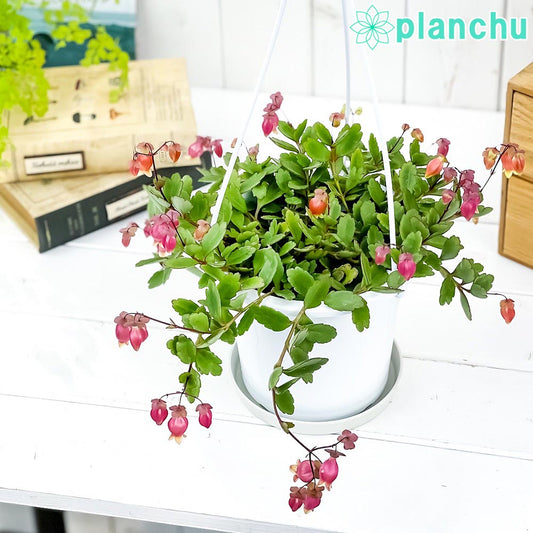 PLANCHU 多肉植物 カランコエ エンゼルランプ 5号吊り鉢 受け皿付き 育て方説明書付き Kalanchoe uniflora cv. 観葉植物