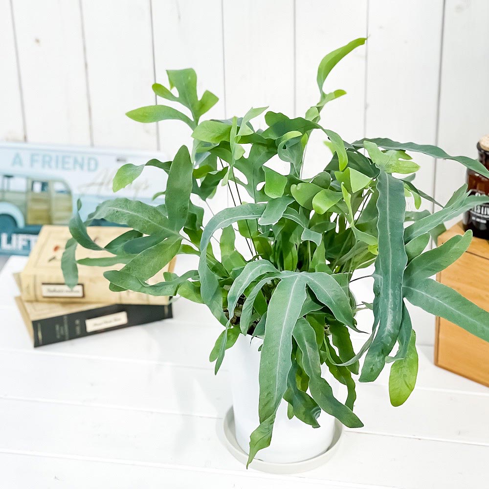 PLANCHU 観葉植物 フレボディウム ブルースター 5号鉢 受け皿付き 育て方説明書付き Phlebodium aureum ‘Mandaianum’ シダ植物