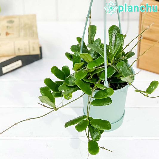 PLANCHU 観葉植物 ホヤ ロツンディフォリア 3.5号吊り鉢 受け皿付き 育て方説明書付き Hoya rotundifolia ガガイモ サクララン 桜蘭