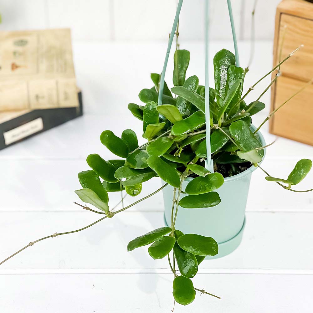 PLANCHU 観葉植物 ホヤ ロツンディフォリア 3.5号吊り鉢 受け皿付き 育て方説明書付き Hoya rotundifolia ガガイモ サクララン 桜蘭
