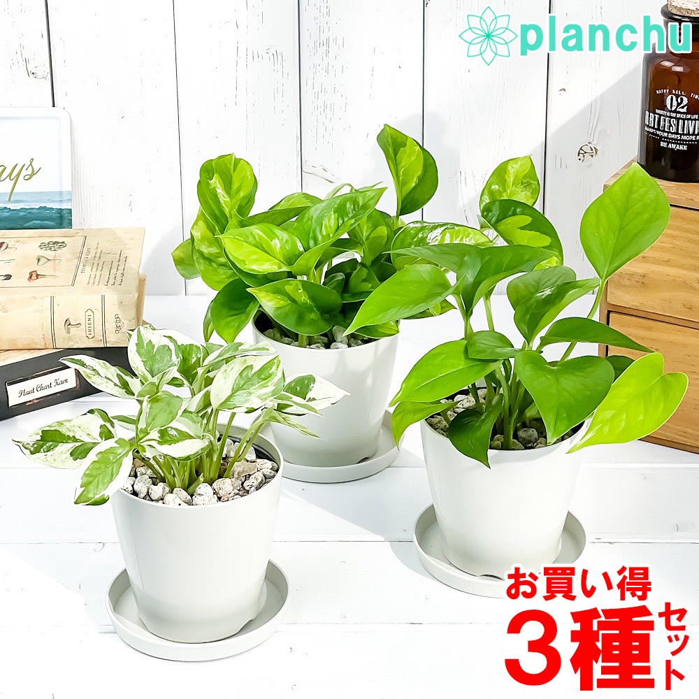 PLANCHU 観葉植物 ポトス 3種セット エンジョイ グリーバルグリーン パーフェクトグリーン 3.5号鉢 受け皿付き 育て方説明書付き エピプレムナム アロイド
