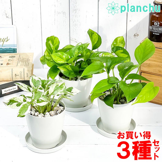PLANCHU 観葉植物 ポトス 3種セット エンジョイ グリーバルグリーン パーフェクトグリーン 3.5号鉢 受け皿付き 育て方説明書付き エピプレムナム アロイド