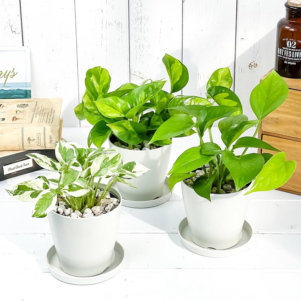 PLANCHU 観葉植物 ポトス 3種セット エンジョイ グリーバルグリーン パーフェクトグリーン 3.5号鉢 受け皿付き 育て方説明書付き エピプレムナム アロイド