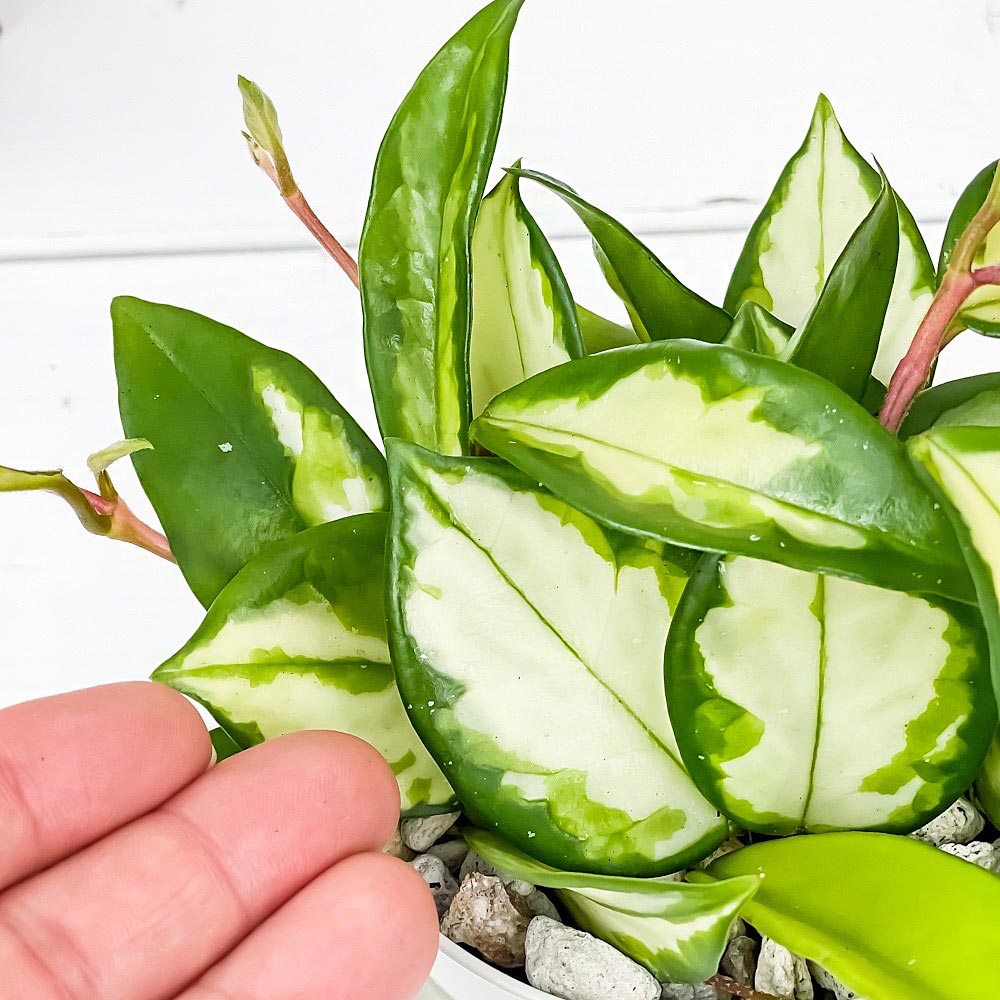 PLANCHU 観葉植物 ホヤ sp. バリエガータ 3.5号鉢 受け皿付き 育て方説明書付き Hoya sp. ‘Variegata’ ガガイモ サクララン 桜蘭