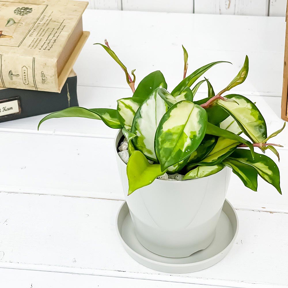 PLANCHU 観葉植物 ホヤ カルノーサ バリエガータ 中斑 3.5号鉢 受け皿