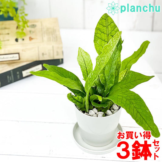 PLANCHU 観葉植物 ミクロソリウム クロコダイルファーン 3.5号鉢 3鉢セット 受け皿付き 育て方説明書付き Microsorum musifolium ‘Crocodyllus’ シダ