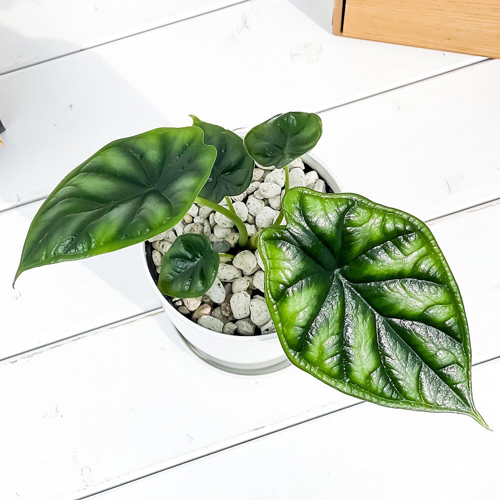 PLANCHU 観葉植物 アロカシア ドラゴンスケール 4号鉢 受け皿付き 育て方説明書付き Alocasia baginda ‘Dragon Scale’ アロイド