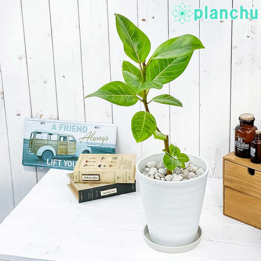 PLANCHU 観葉植物 フィカス アルテシマ 斑入り 6号鉢 受け皿付き 育て方説明書付き Ficus altissima ‘Variegata’ ゴムノキ
