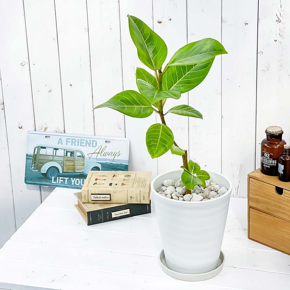 PLANCHU 観葉植物 フィカス アルテシマ 斑入り 6号鉢 受け皿付き 育て方説明書付き Ficus altissima ‘Variegata’ ゴムノキ