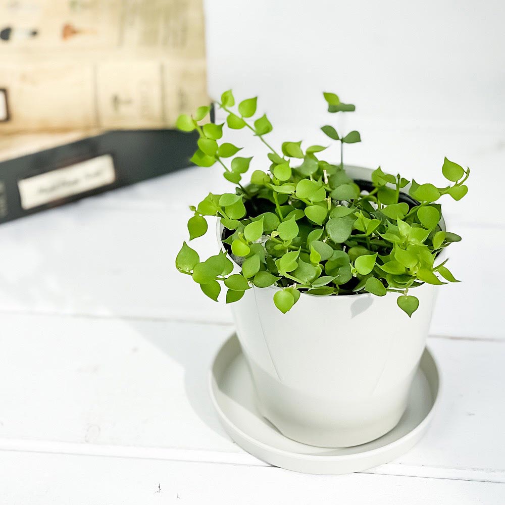 PLANCHU 観葉植物 ディスキディア ミリオンハート 3.5号鉢 受け皿付き 育て方説明書付き Dischidia ruscifolia ルスキフォリア
