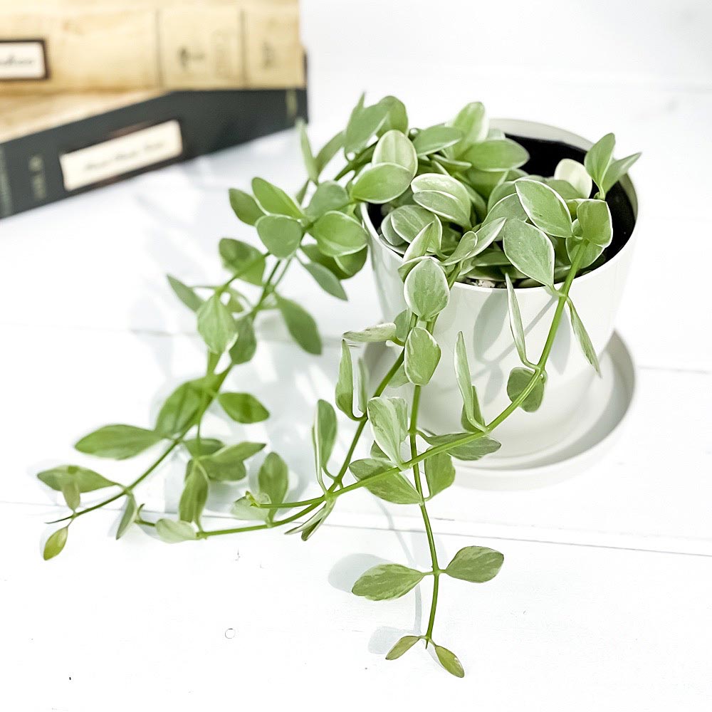 PLANCHU 観葉植物 ディスキディア エメラルド 3.5号鉢 受け皿付き 育て