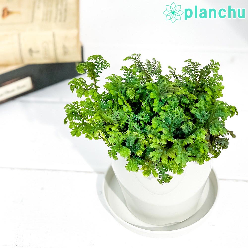 PLANCHU 観葉植物 セラギネラ レインボーファン 3.5号鉢 受け皿付き