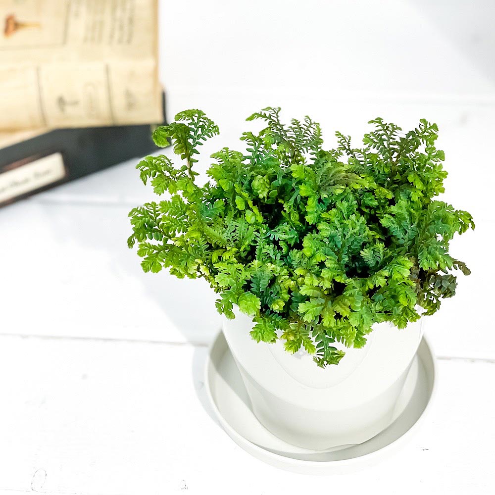 PLANCHU 観葉植物 セラギネラ レインボーファン 3.5号鉢 受け皿付き 育て方説明書付き Selaginella uncinata コンテリクラマゴケ シダ植物
