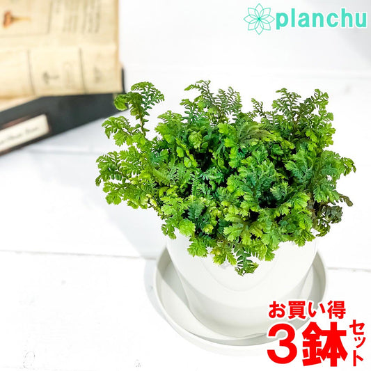 PLANCHU 観葉植物 セラギネラ レインボーファン 3.5号鉢 3鉢セット 受け皿付き 育て方説明書付き Selaginella uncinata コンテリクラマゴケ シダ