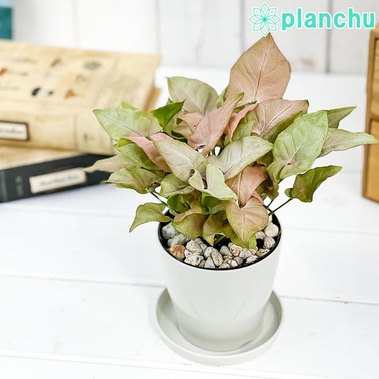 PLANCHU 観葉植物 シンゴニウム ミニマ ピンク 3.5号鉢 受け皿付き 育て方説明書付き Syngonium podophyllum cv.