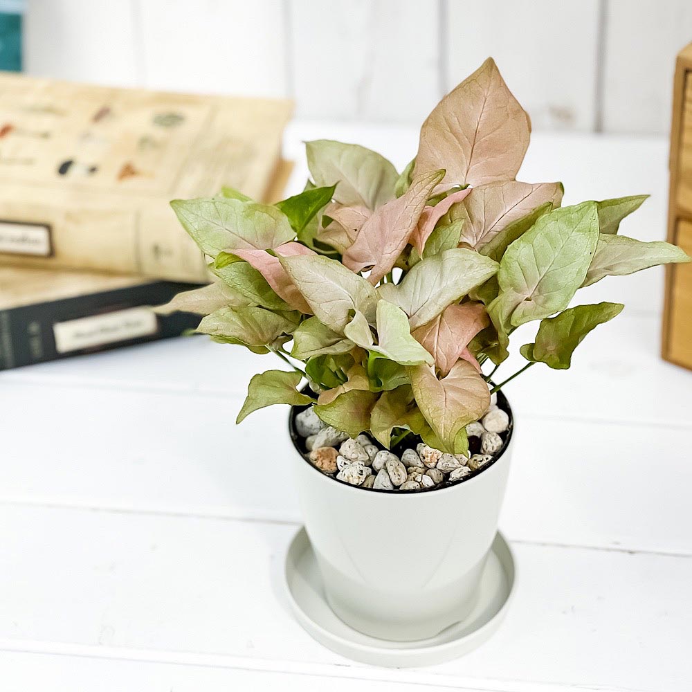 PLANCHU 観葉植物 シンゴニウム ミニマ ピンク 3.5号鉢 受け皿付き 育て方説明書付き Syngonium podophyllum cv. アロイド