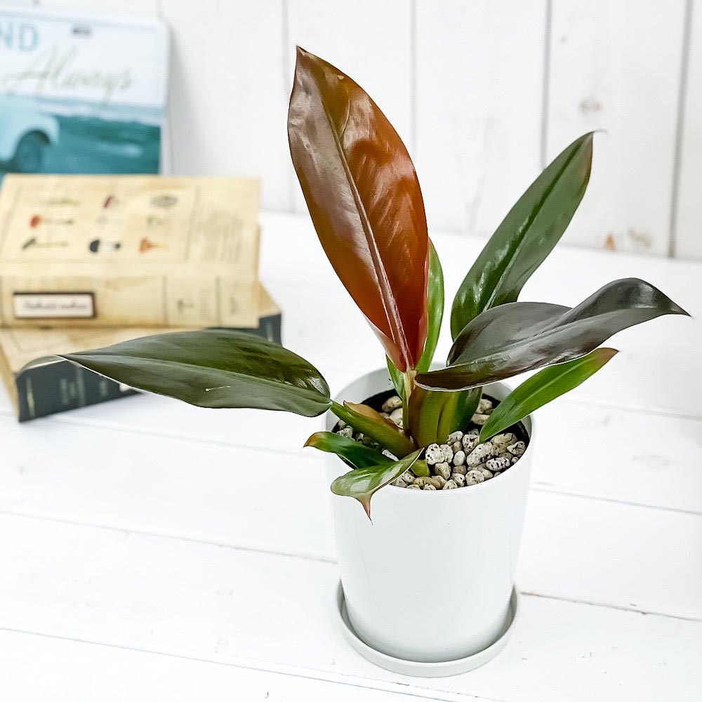 PLANCHU 観葉植物 フィロデンドロン インペリアルレッド 4号鉢 受け皿付き 育て方説明書付き Philodendron ‘Imperial Red’ アロイド