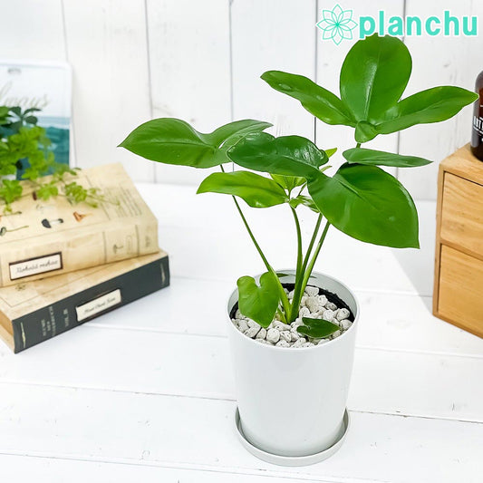 PLANCHU 観葉植物 フィロデンドロン ファンバン 4号鉢 受け皿付き 育て方説明書付き Philodendron goeldii ‘Fun Bun’ アロイド