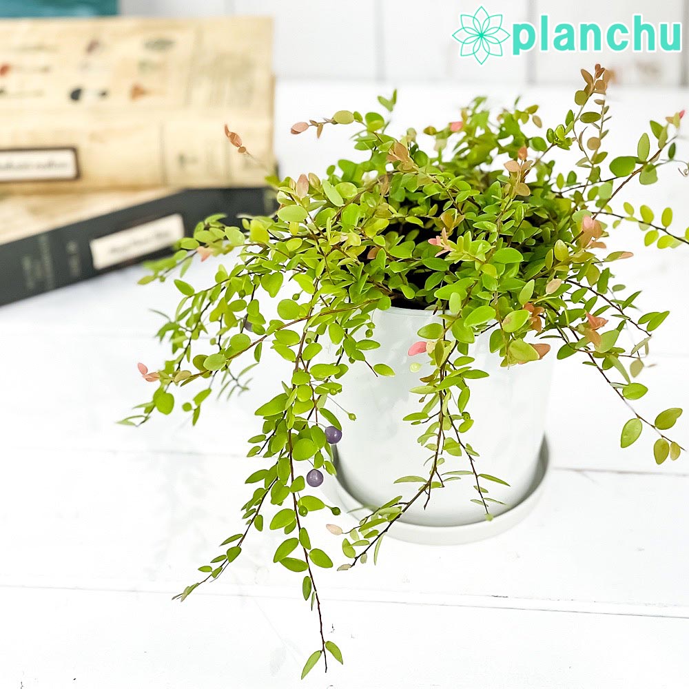 PLANCHU 観葉植物 シンジュコケモモ 4号鉢 受け皿付き 育て方説明書付き Sphyrospermum buxifolium 真珠コケモモ スフィロスペルムム