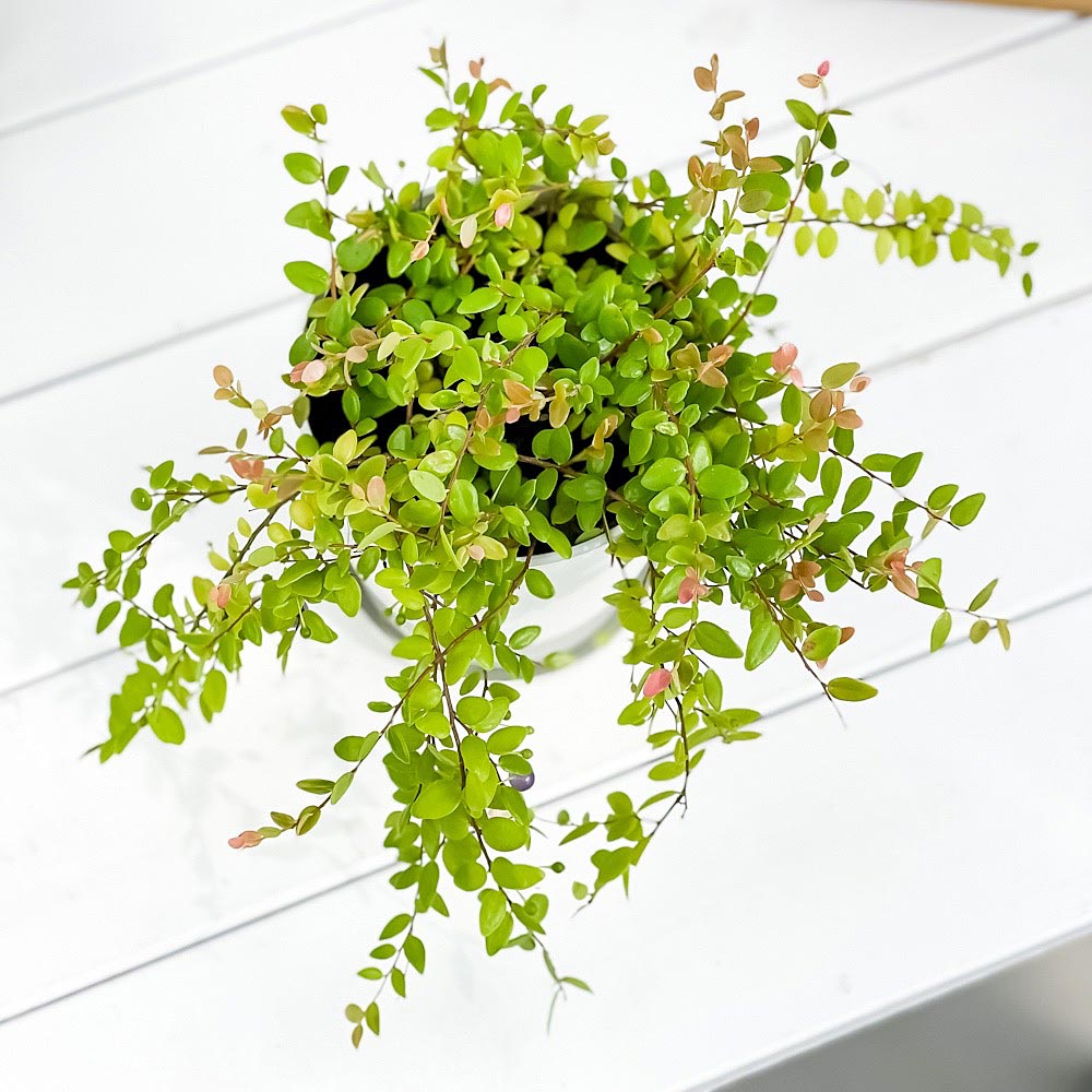 PLANCHU 観葉植物 シンジュコケモモ 4号鉢 受け皿付き 育て方説明書付き Sphyrospermum buxifolium 真珠コケモモ スフィロスペルムム