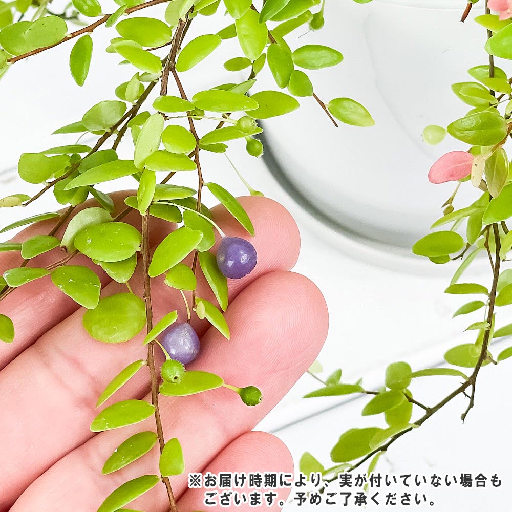 PLANCHU 観葉植物 シンジュコケモモ 4号鉢 受け皿付き 育て方説明書付き Sphyrospermum buxifolium 真珠コケモモ スフィロスペルムム