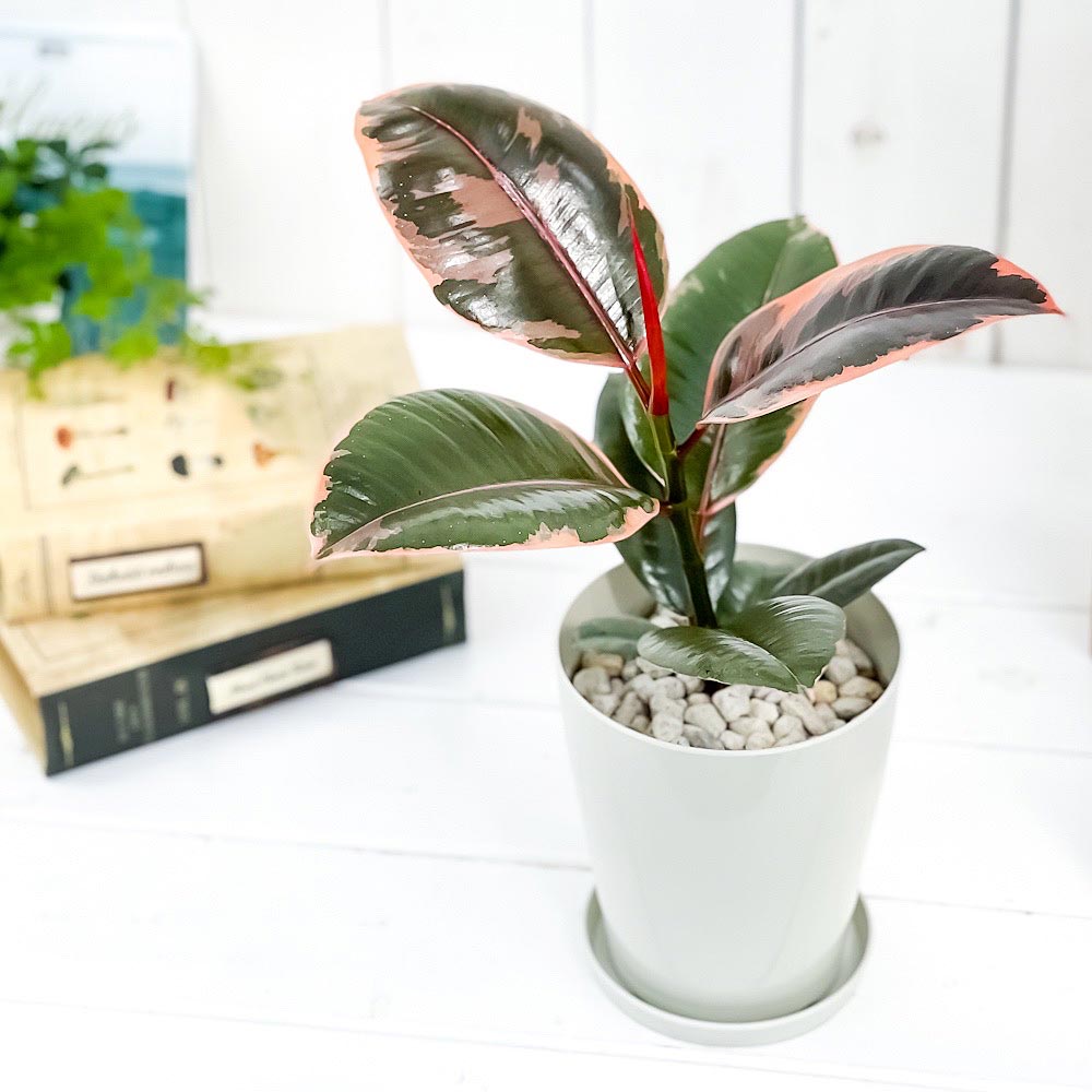 PLANCHU 観葉植物 フィカス ルビー 4号鉢 受け皿付き 育て方説明書付き Ficus elastica ‘Ruby’ ゴムノキ ゴムの木 インドゴムノキ
