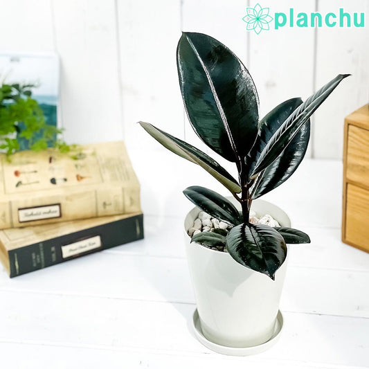 PLANCHU 観葉植物 フィカス バーガンディ 4号鉢 受け皿付き 育て方説明書付き Ficus elastica ‘Burgundy’ ゴムノキ ゴムの木 インドゴムノキ