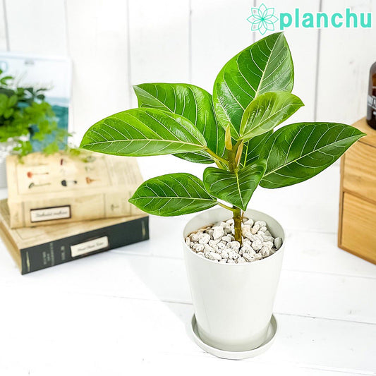 PLANCHU 観葉植物 フィカス アルテシマ 斑入り 4号鉢 受け皿付き 育て方説明書付き Ficus altissima ‘Variegata’ ゴムノキ