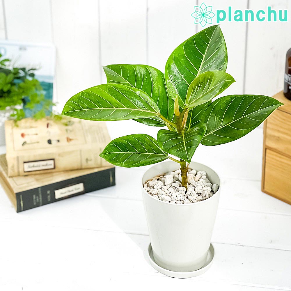 PLANCHU 観葉植物 フィカス アルテシマ 斑入り 4号鉢 受け皿付き 育て方説明書付き Ficus altissima ‘Variegata’ ゴムノキ