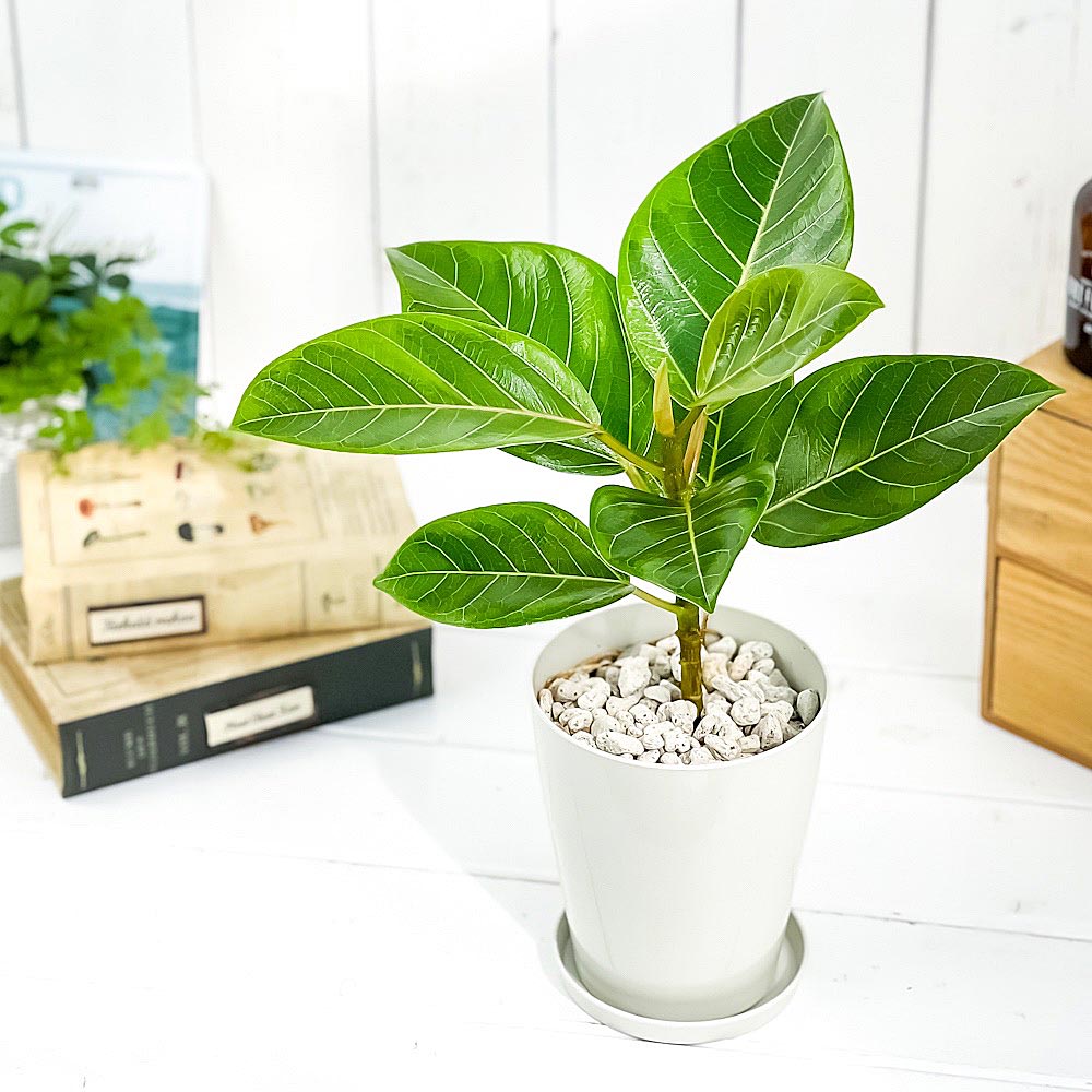 PLANCHU 観葉植物 フィカス アルテシマ 斑入り 4号鉢 受け皿付き 育て方説明書付き Ficus altissima ‘Variegata’ ゴムノキ