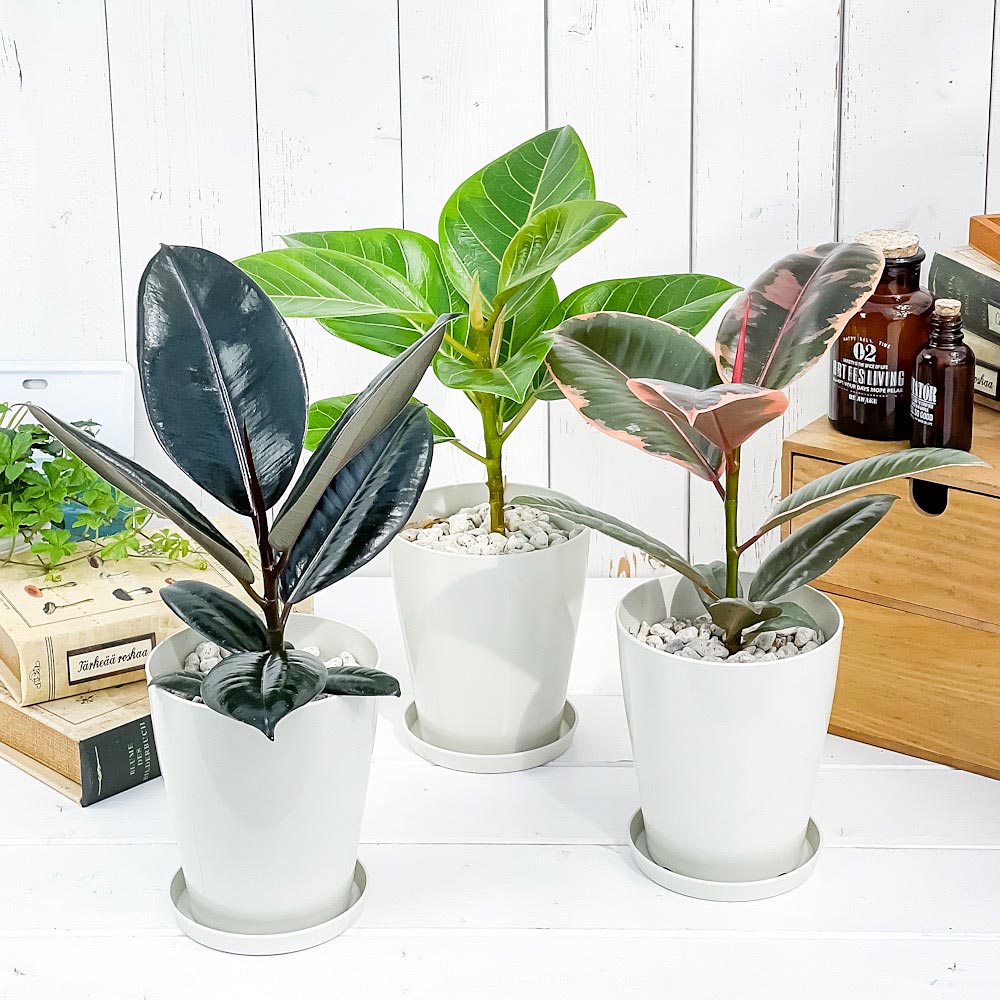 PLANCHU 観葉植物 フィカス 3種セット ルビー バーガンディ アルテシマ 4号鉢 受け皿付き 育て方説明書付き ゴムノキ ゴムの木