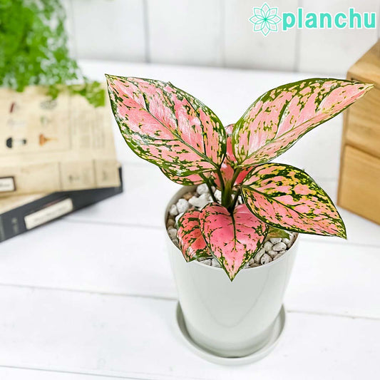 PLANCHU 観葉植物 アグラオネマ レディバレンタイン 4号鉢 受け皿付き 育て方説明書付き Aglaonema ‘Lady Valentine’ 幸せを招くタイの宝石 アロイド