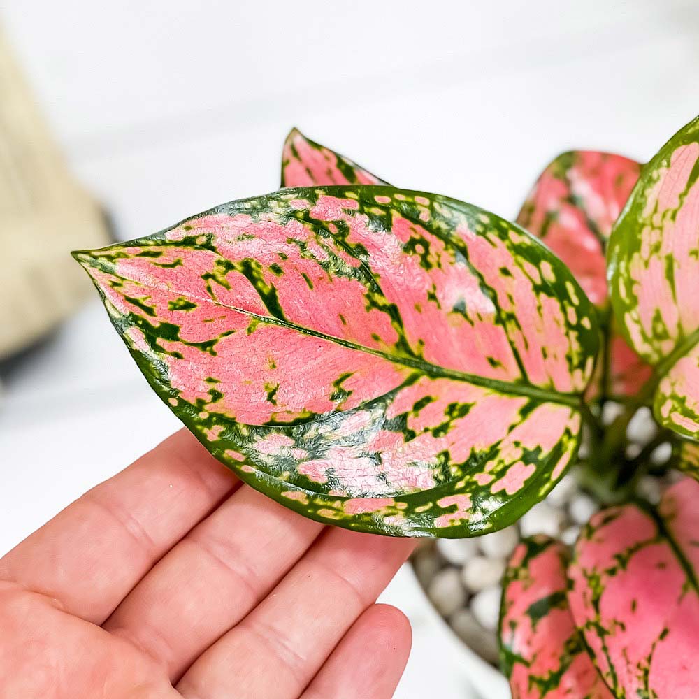 PLANCHU 観葉植物 アグラオネマ レディバレンタイン 4号鉢 受け皿付き 育て方説明書付き Aglaonema ‘Lady Valentine’ 幸せを招くタイの宝石 アロイド