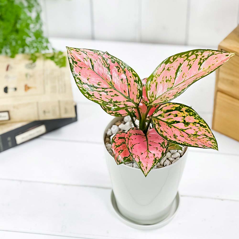 PLANCHU 観葉植物 アグラオネマ レディバレンタイン 4号鉢 受け皿付き 育て方説明書付き Aglaonema ‘Lady Valentine’ 幸せを招くタイの宝石 アロイド